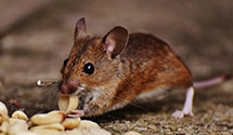 24 Hour & Emergency Exterminators in Riparius, NY